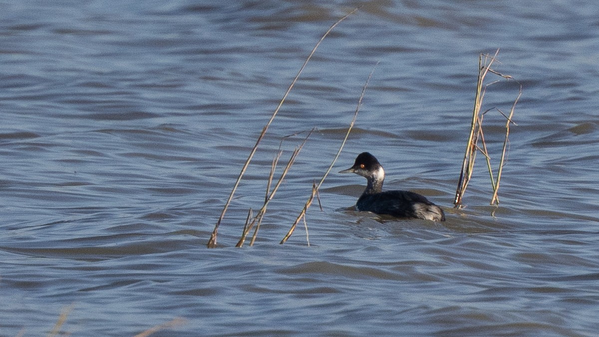 Grèbe à cou noir - ML647247756