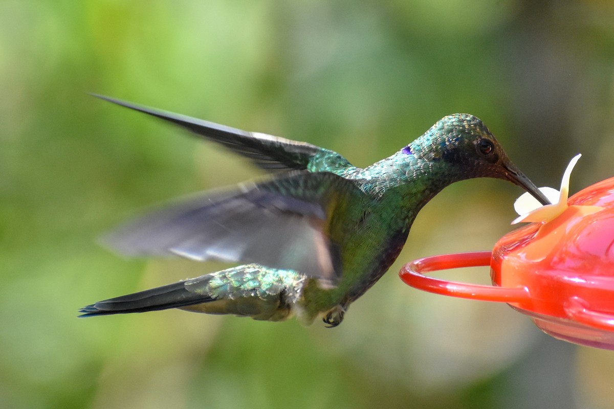 Колібрі синьочеревий - ML647247764