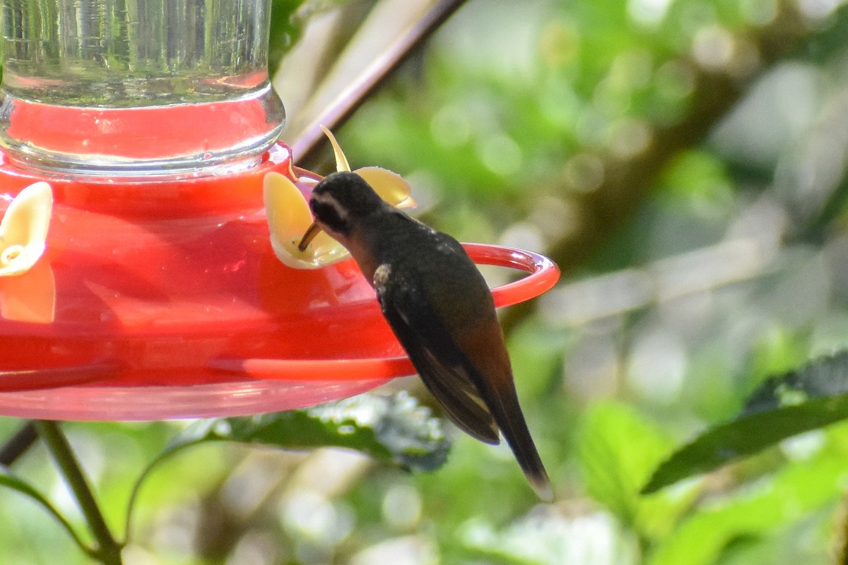 Reddish Hermit - ML647247766