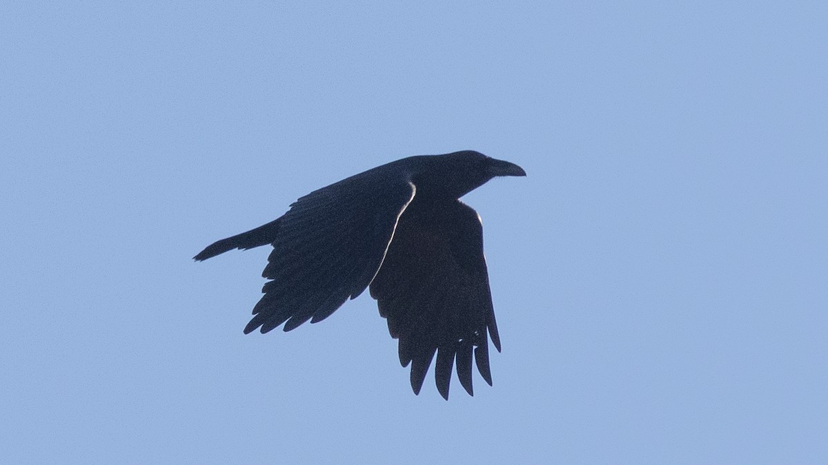 Chihuahuan Raven - ML647247772