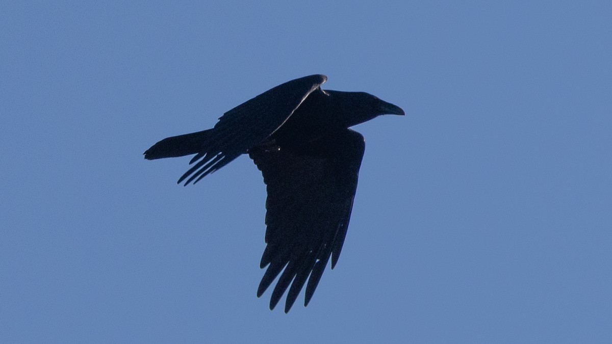 Chihuahuan Raven - ML647247774