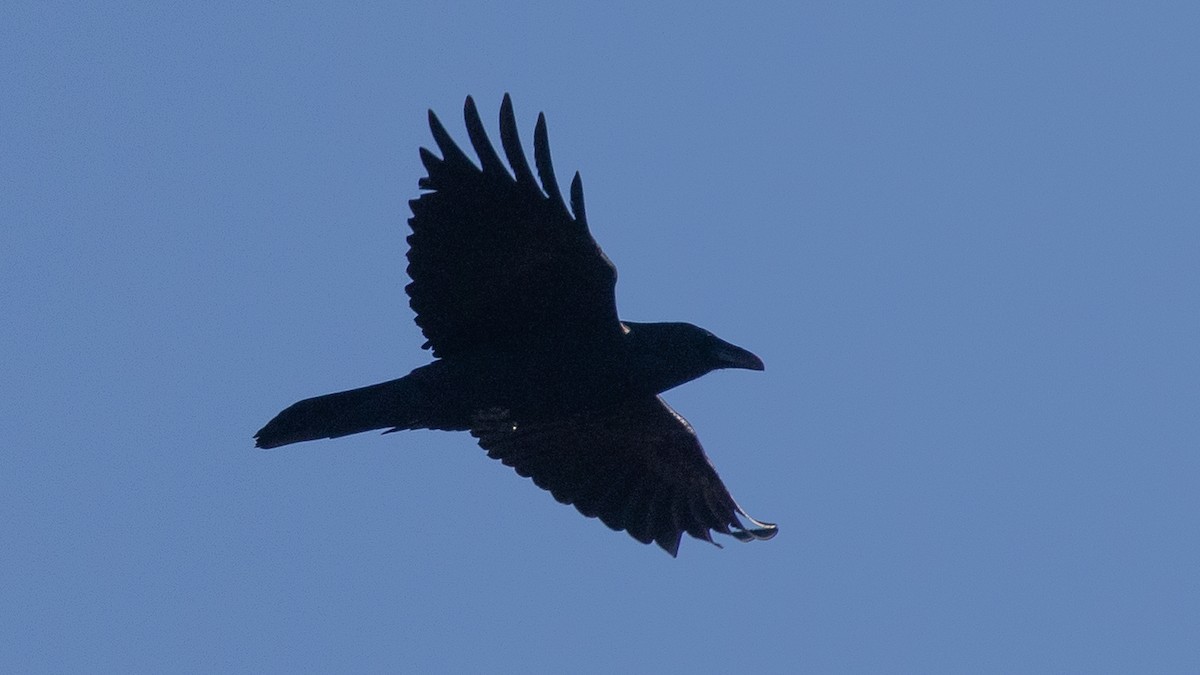 Chihuahuan Raven - ML647247775