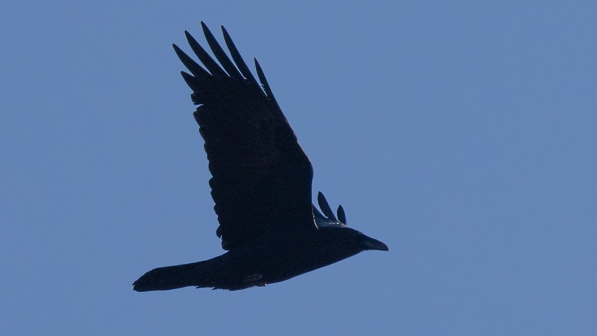 Chihuahuan Raven - ML647247776