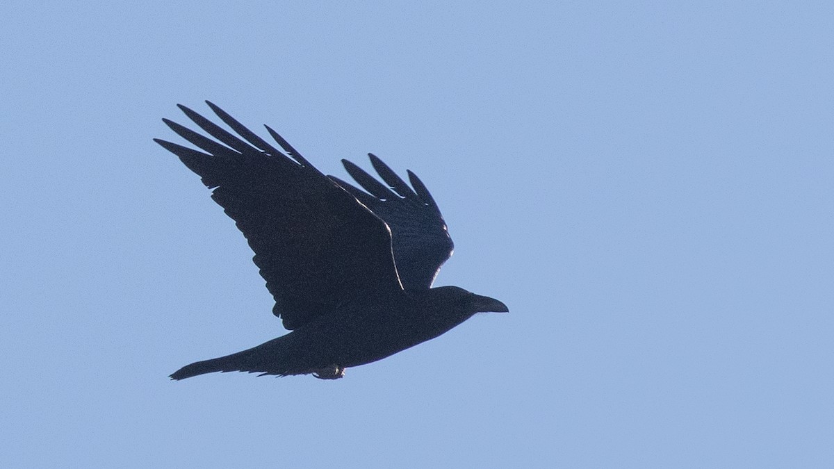 Chihuahuan Raven - ML647247777