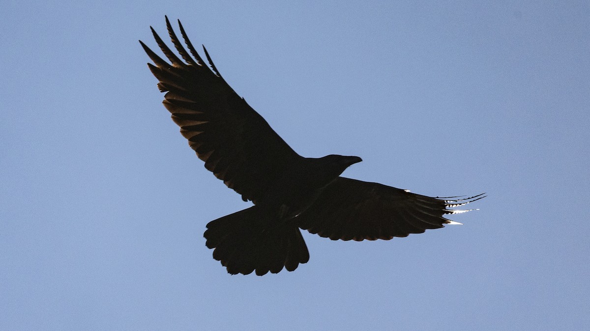 Chihuahuan Raven - ML647247778