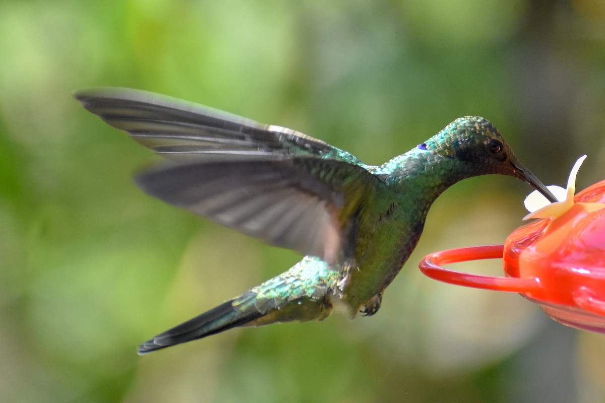 Common Squirrel-Cuckoo (Amazonian) - ML647247779