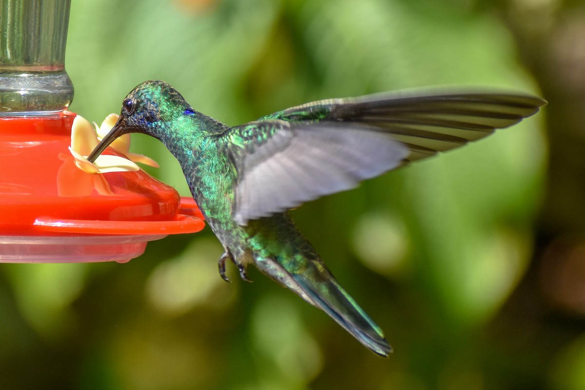 Lesser Violetear - ML647247780