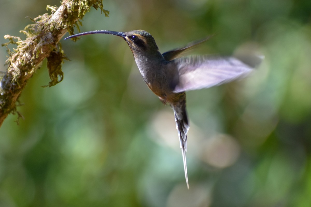 Common Squirrel-Cuckoo (Amazonian) - ML647247787