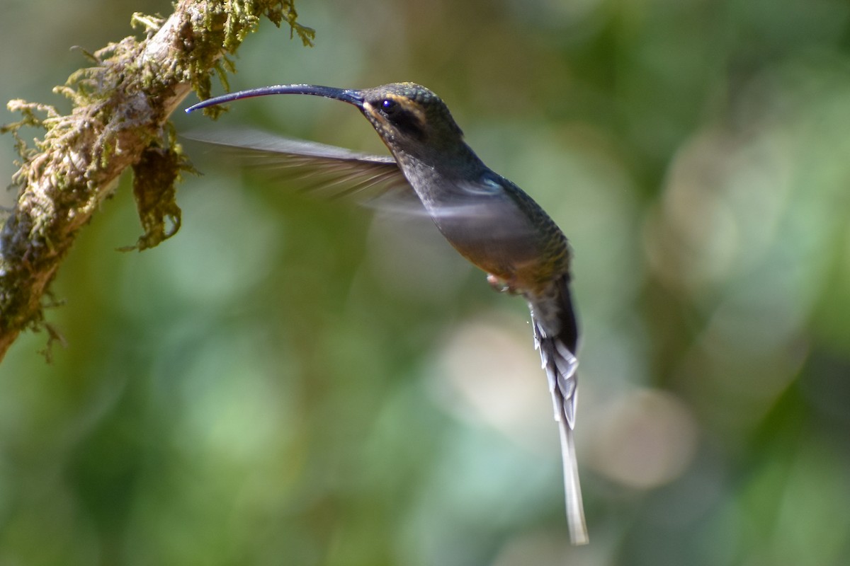 Common Squirrel-Cuckoo (Amazonian) - ML647247788