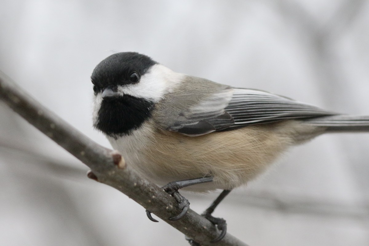 amerikameis - ML647247793