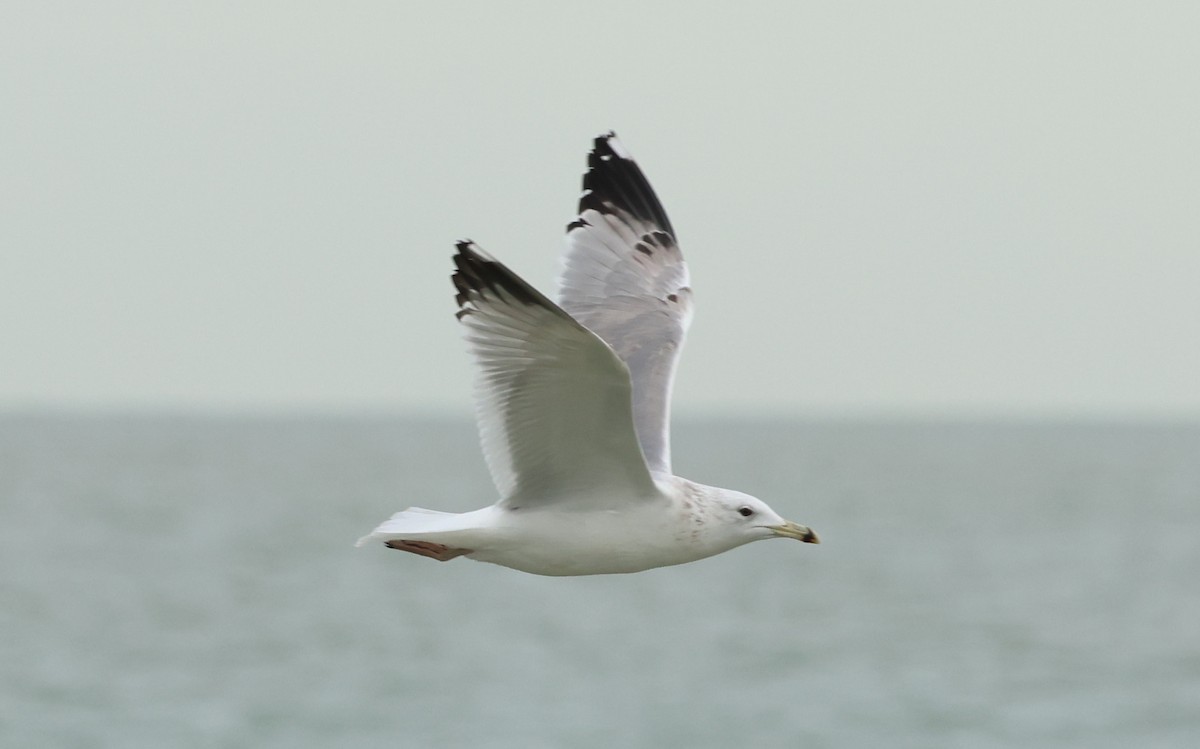 Caspian Gull - ML647247809
