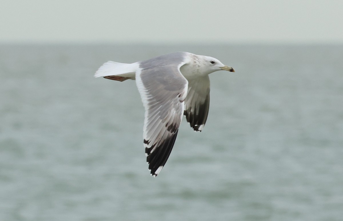 Caspian Gull - ML647247810
