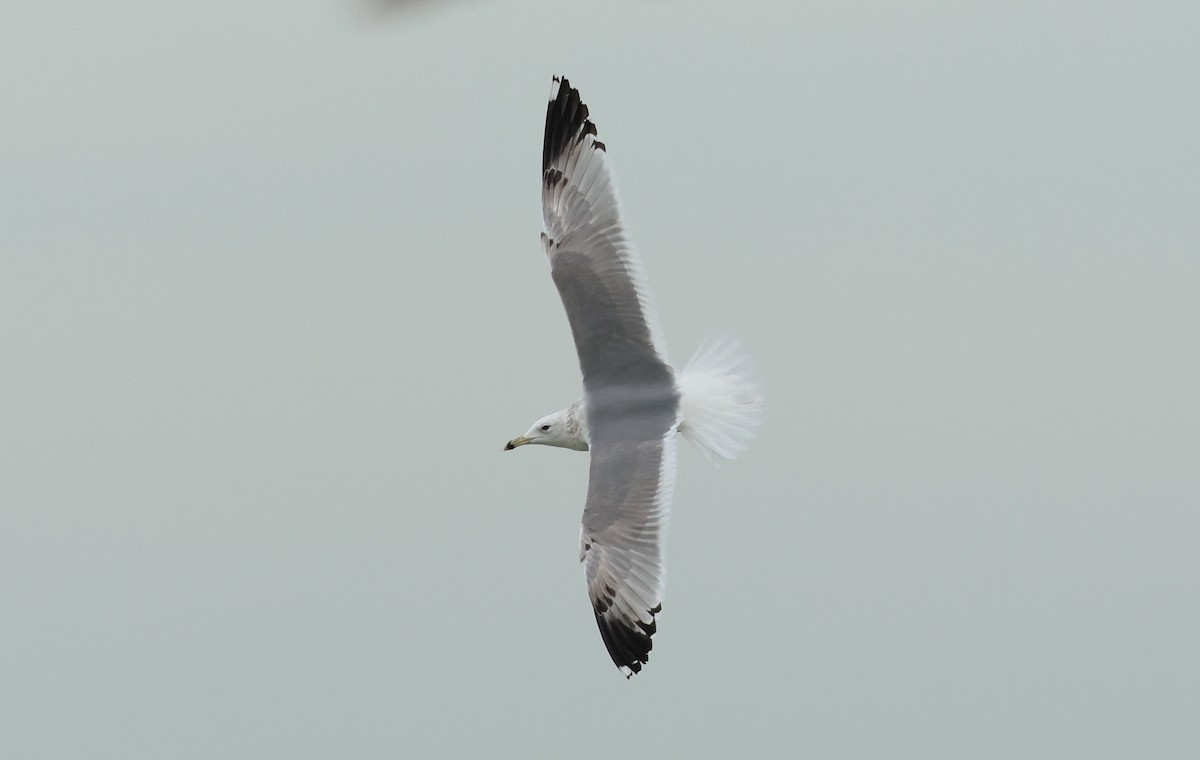 Caspian Gull - ML647247811