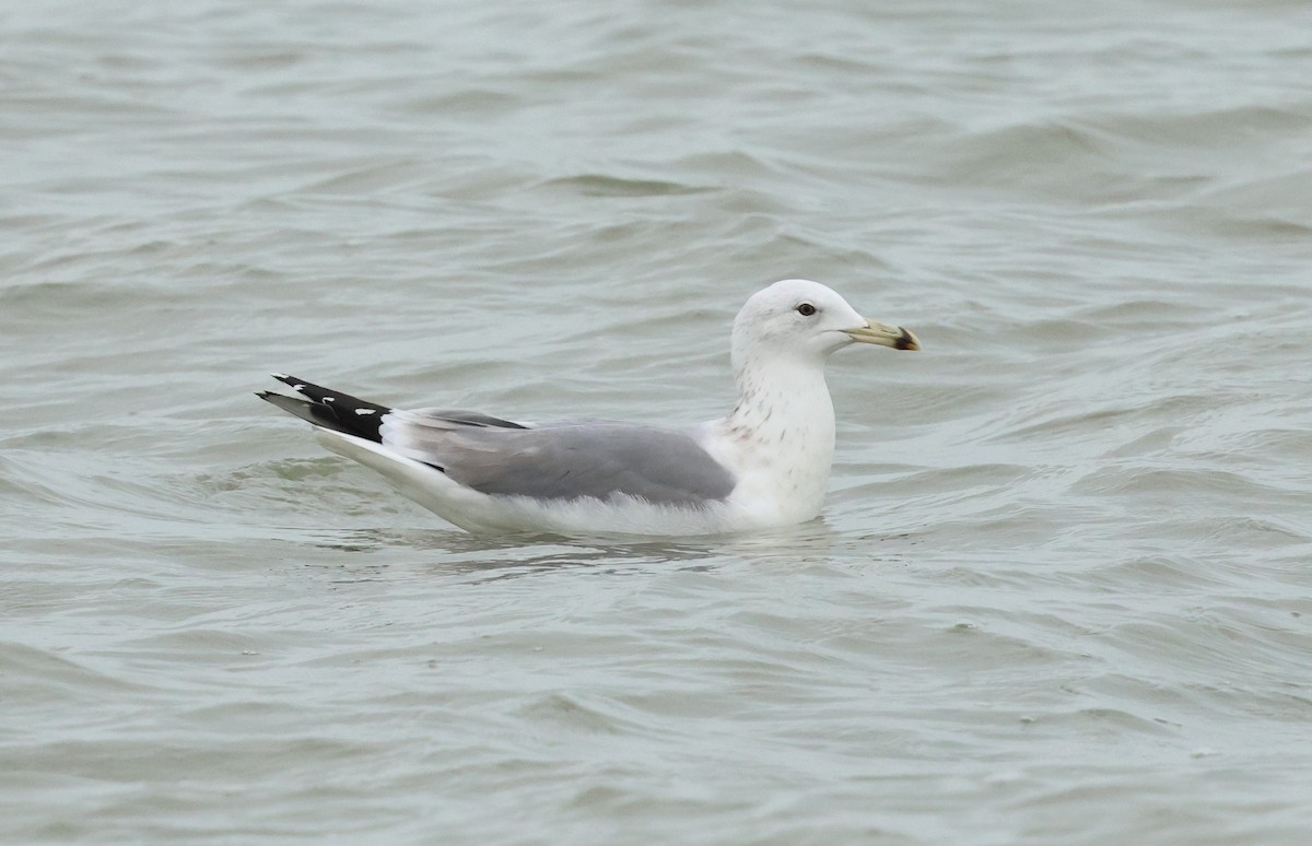 Caspian Gull - ML647247812