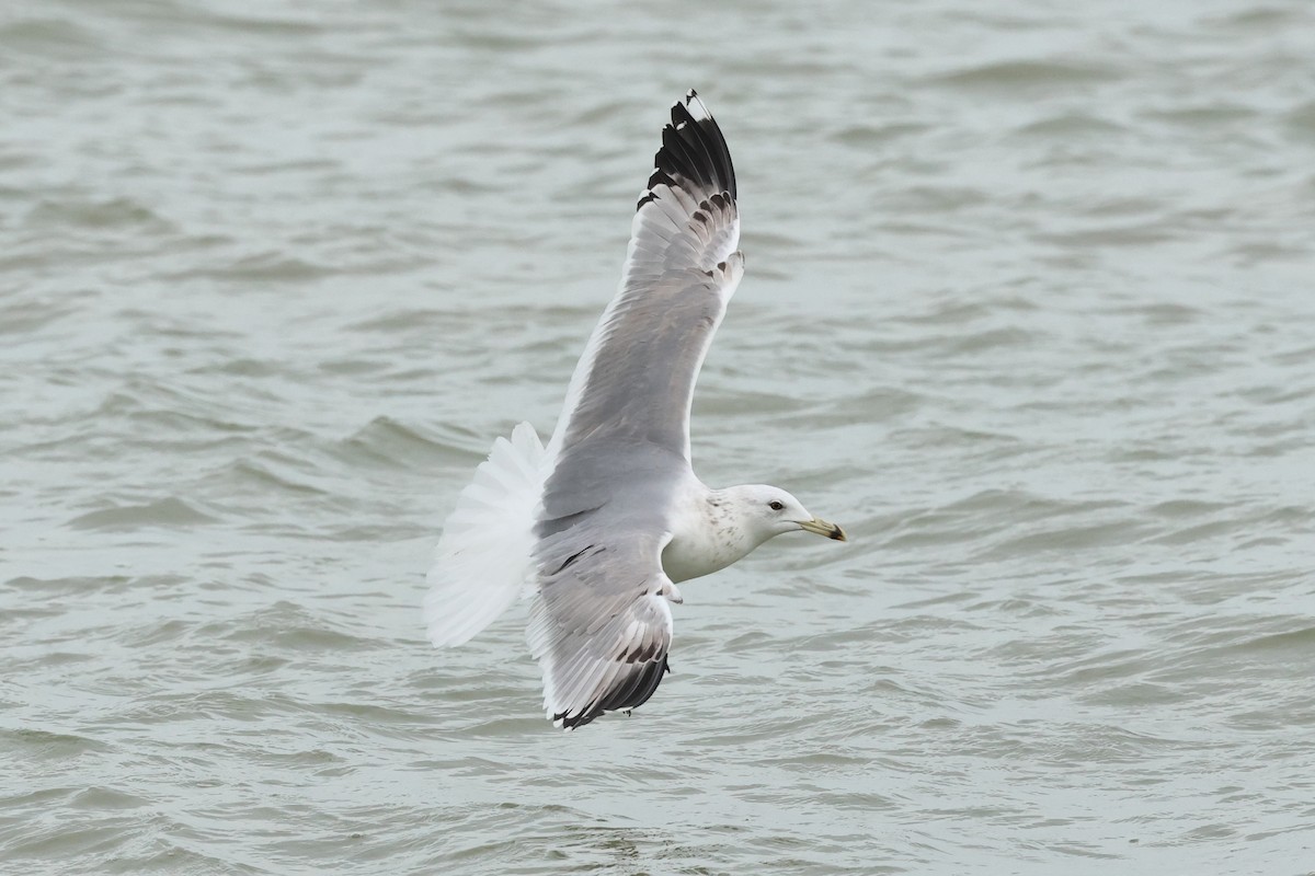 Caspian Gull - ML647247813