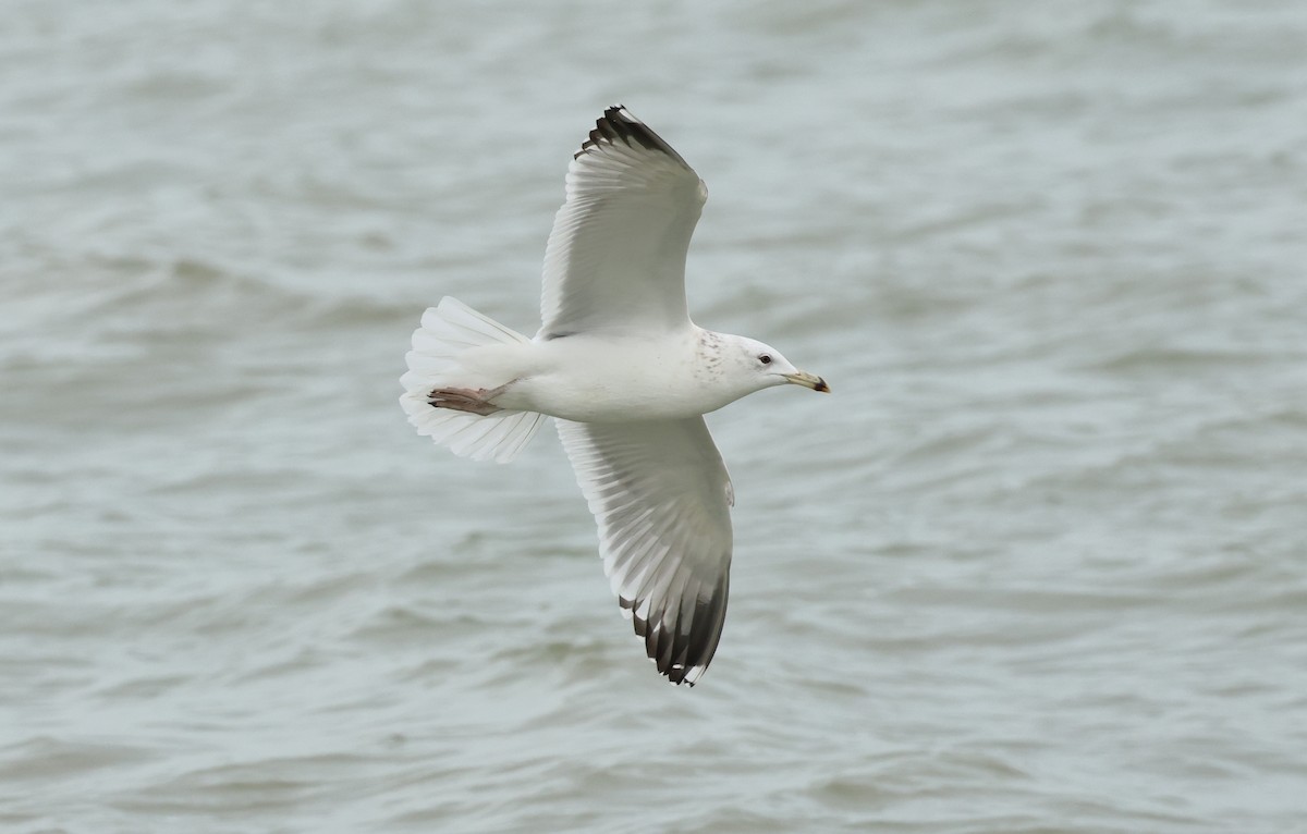 Caspian Gull - ML647247814