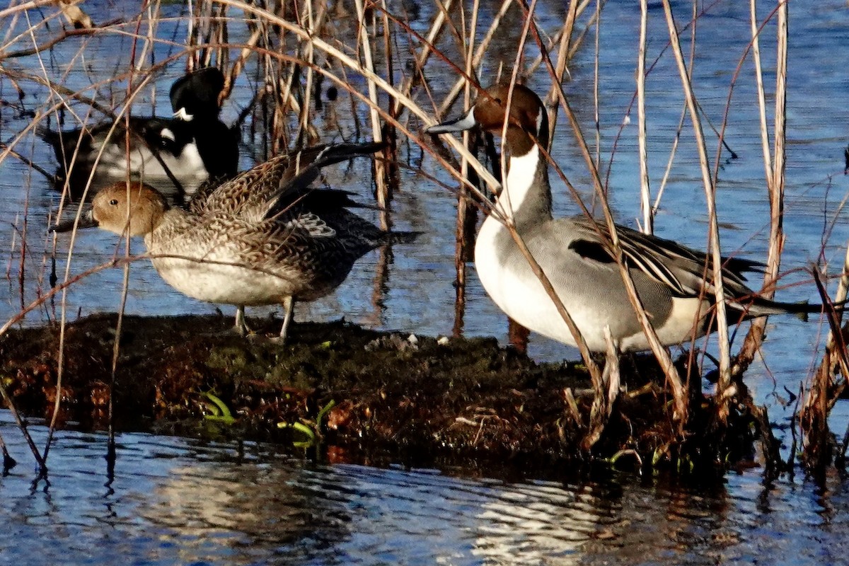 Northern Pintail - ML647247815