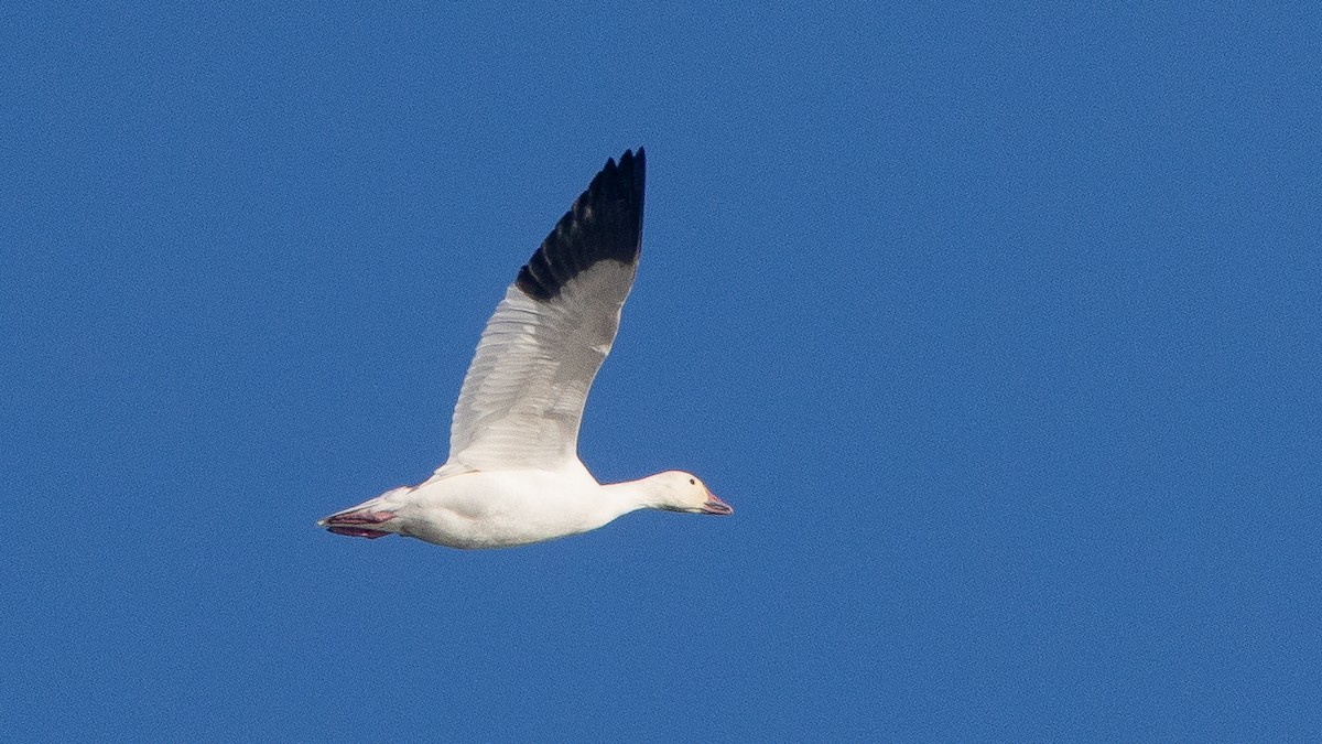 Snow Goose - ML647247817