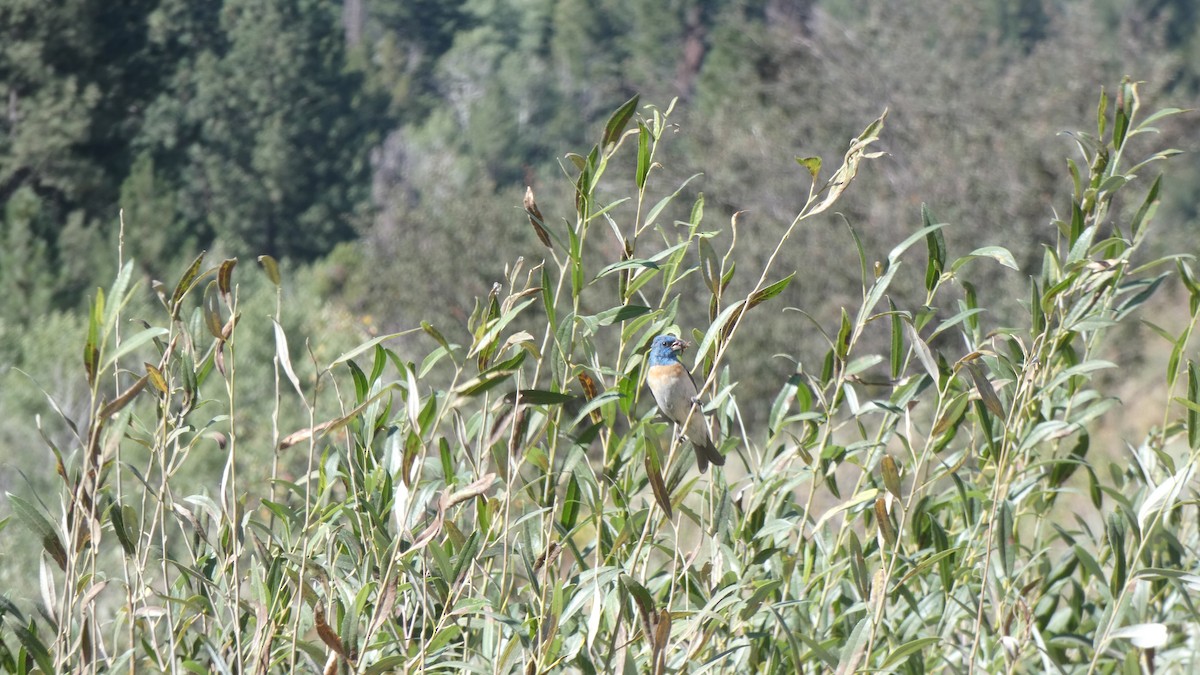 Lazuli Bunting - ML647247819
