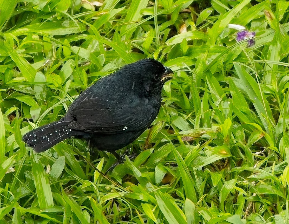 Variable Seedeater - ML647247820