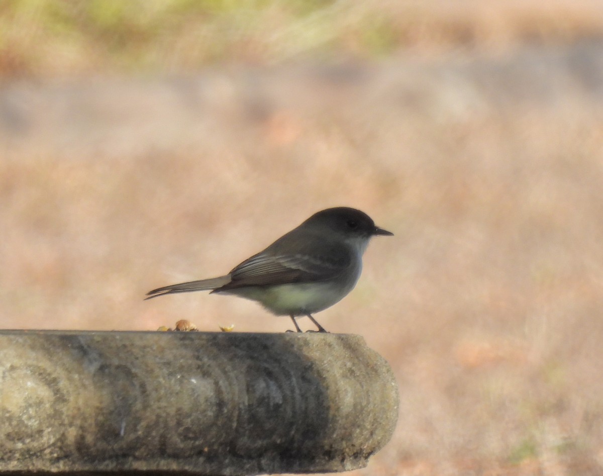 Eastern Phoebe - ML647247821