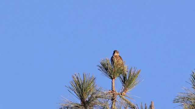 dvergfalk - ML647247822