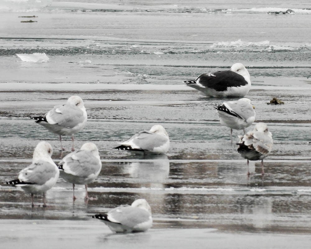 Great Black-backed Gull - ML647247823