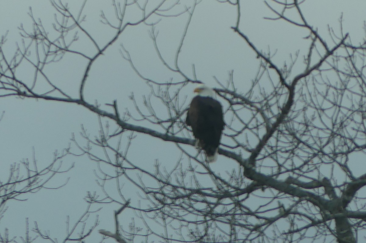 Bald Eagle - ML647247825