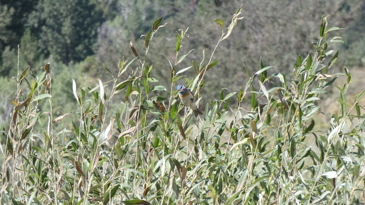 Lazuli Bunting - ML647247826