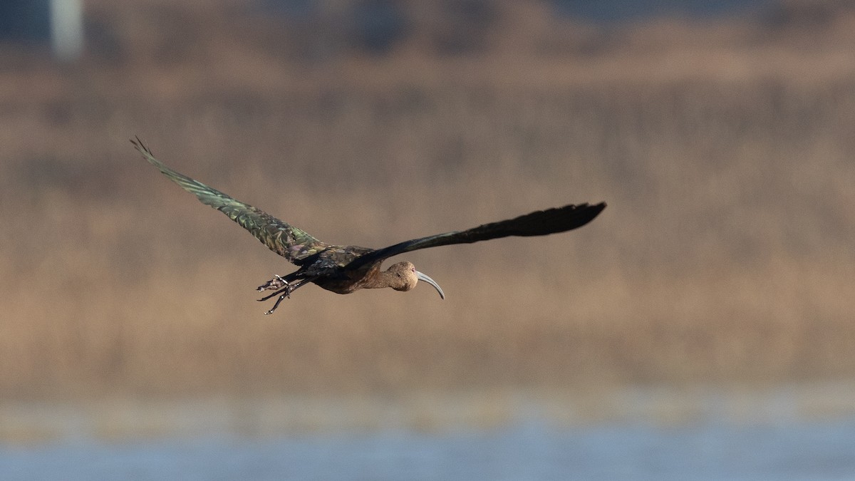 White-faced Ibis - ML647247827