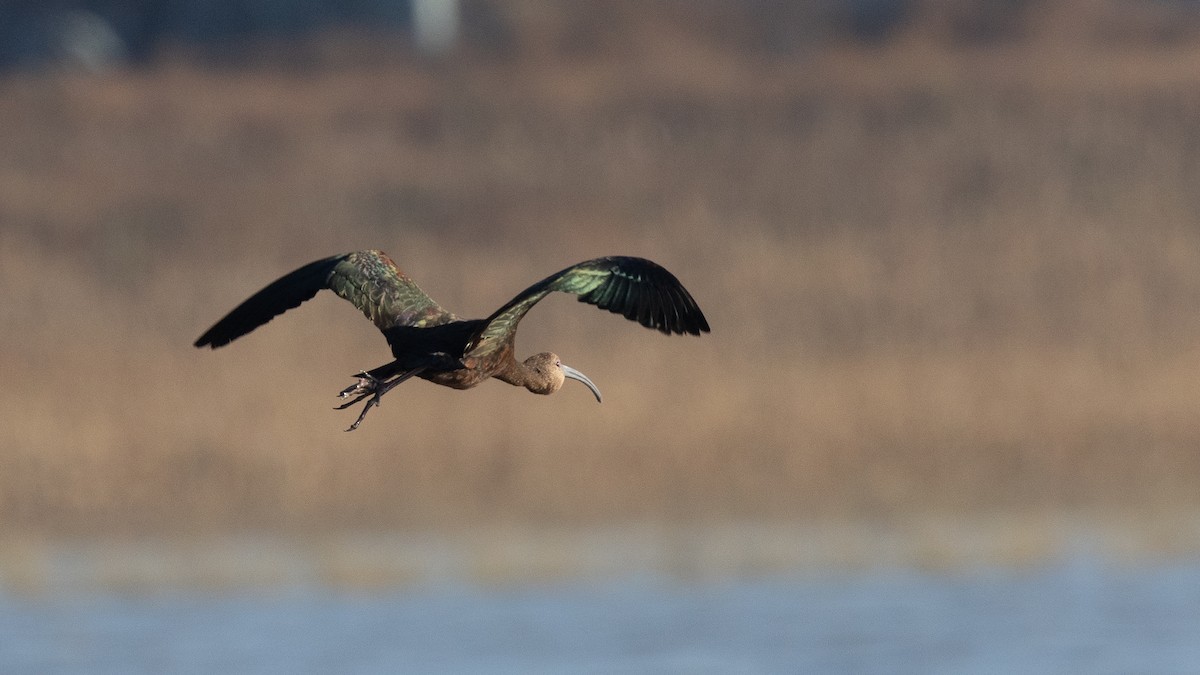 White-faced Ibis - ML647247828