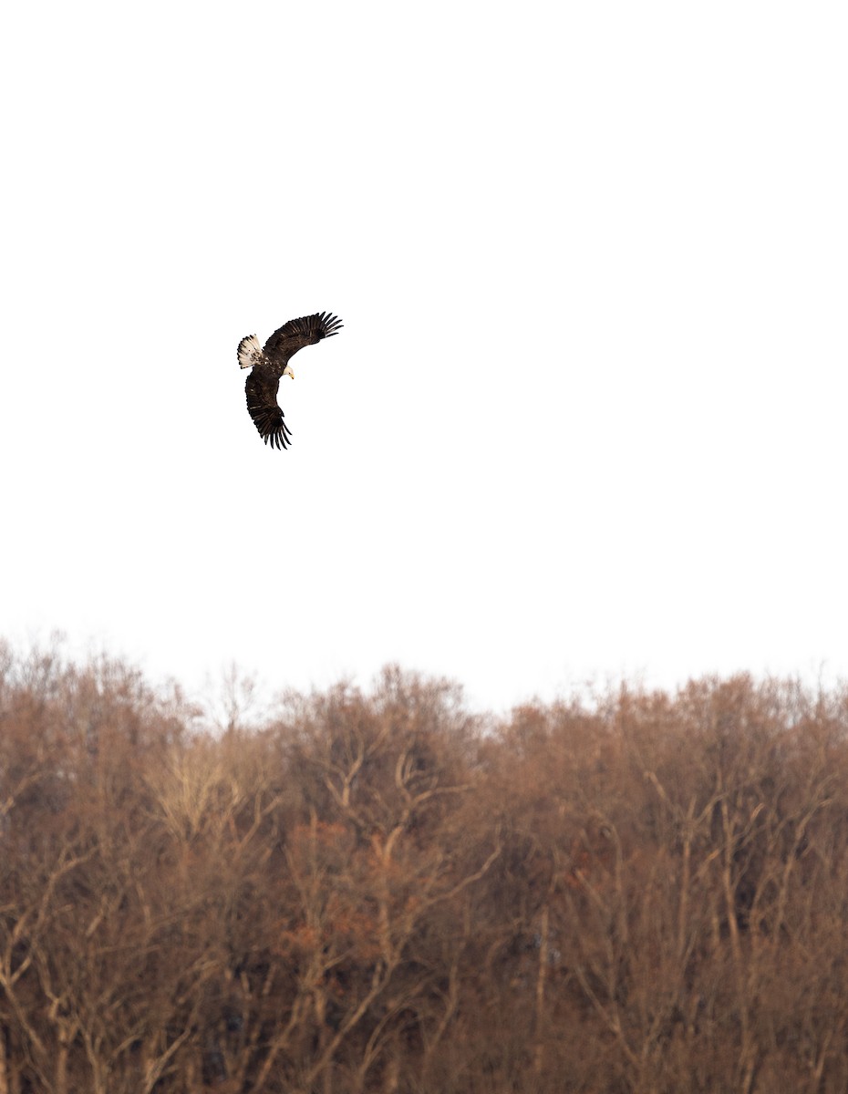 Bald Eagle - ML647247829