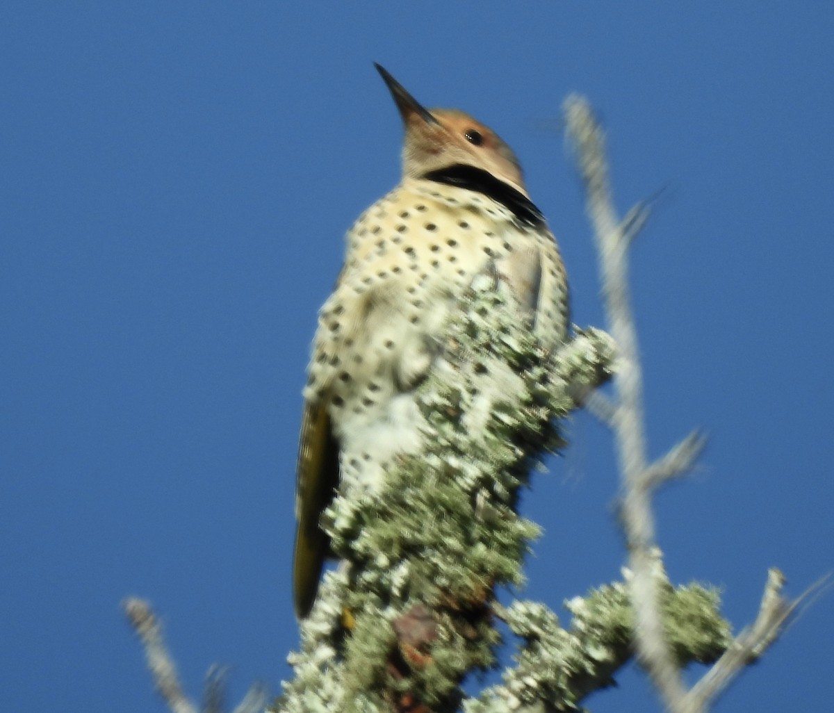 Northern Flicker - ML647247832