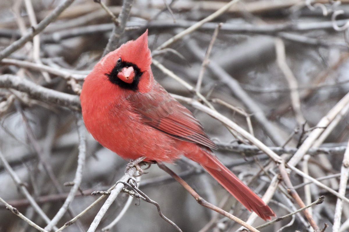 Northern Cardinal - ML647247834