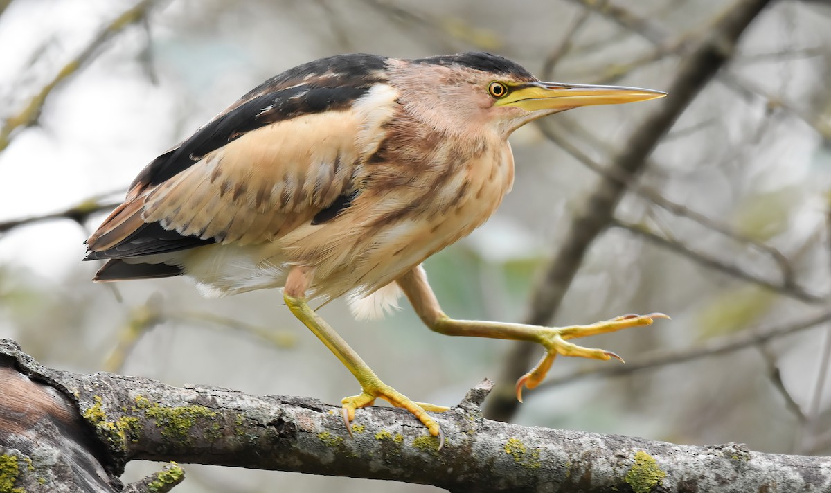 Little Bittern - ML647247835