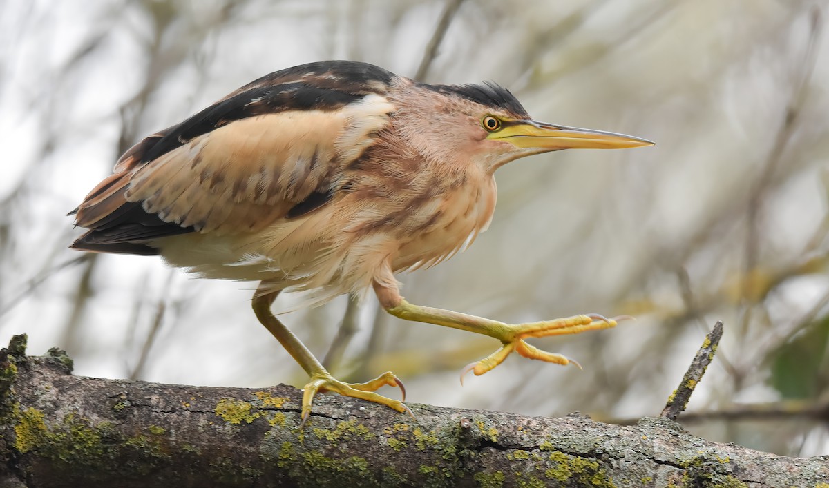 Little Bittern - ML647247836