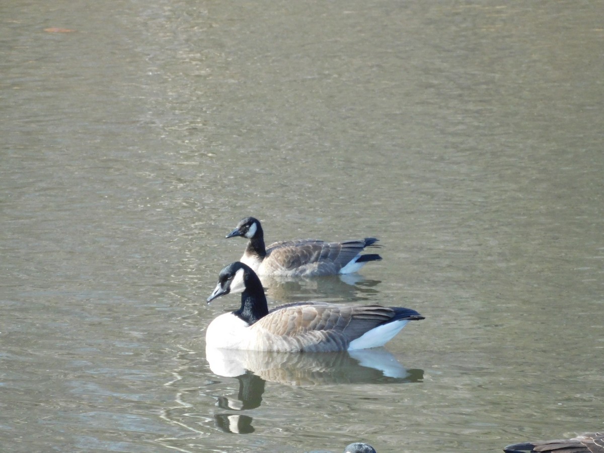 Cackling Goose - ML647247840