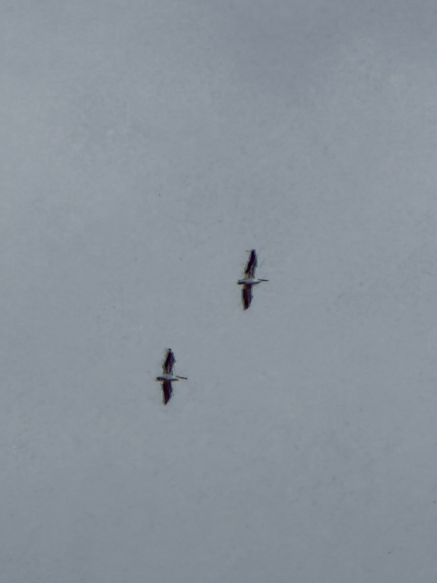 American White Pelican - ML647247841