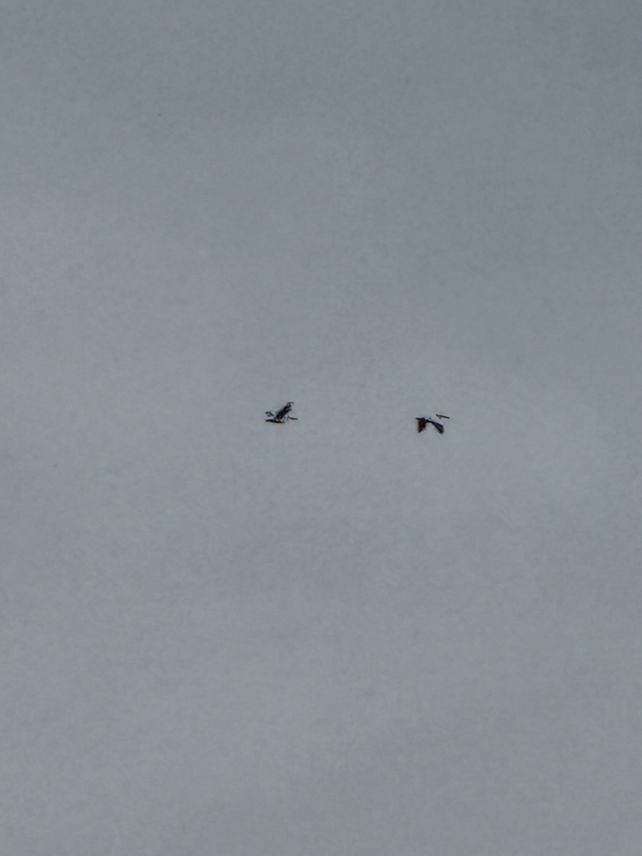 American White Pelican - ML647247842