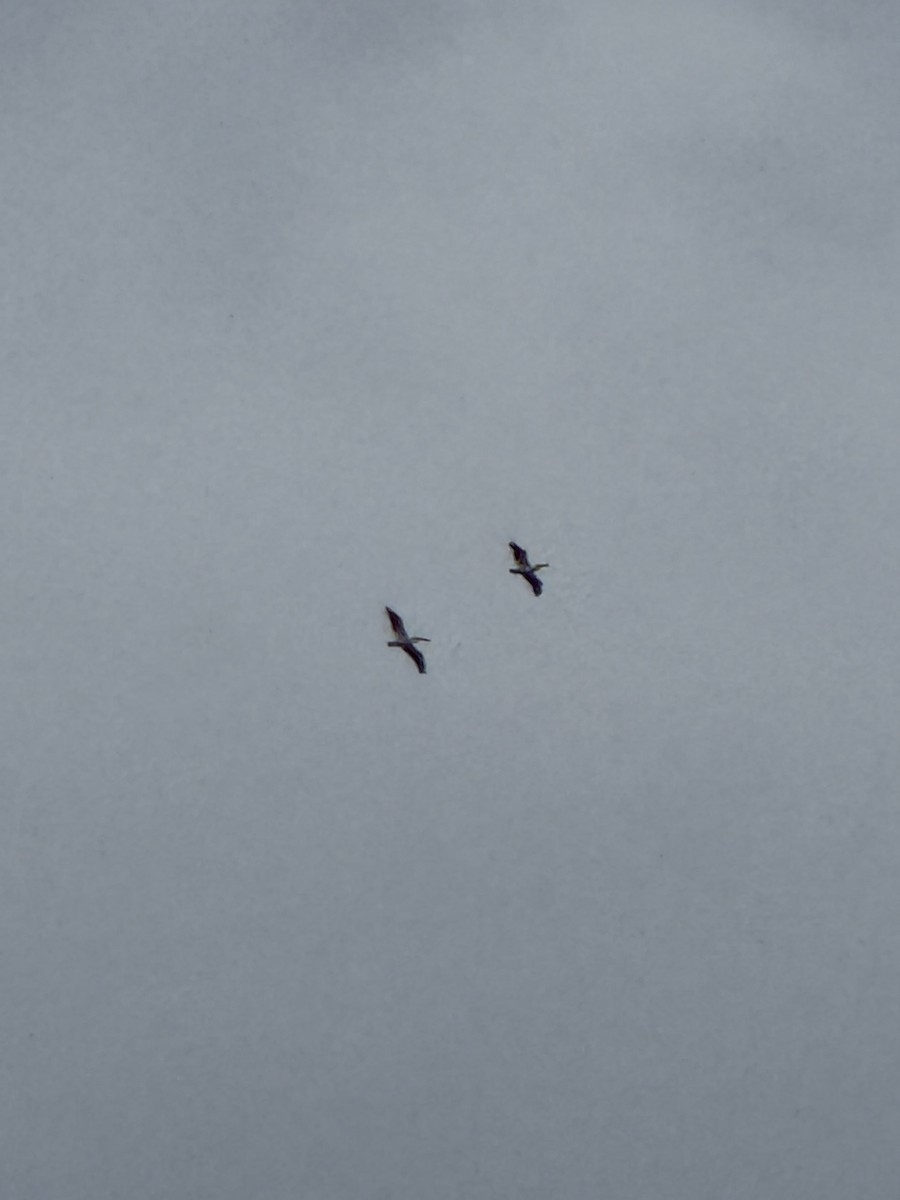 American White Pelican - ML647247843