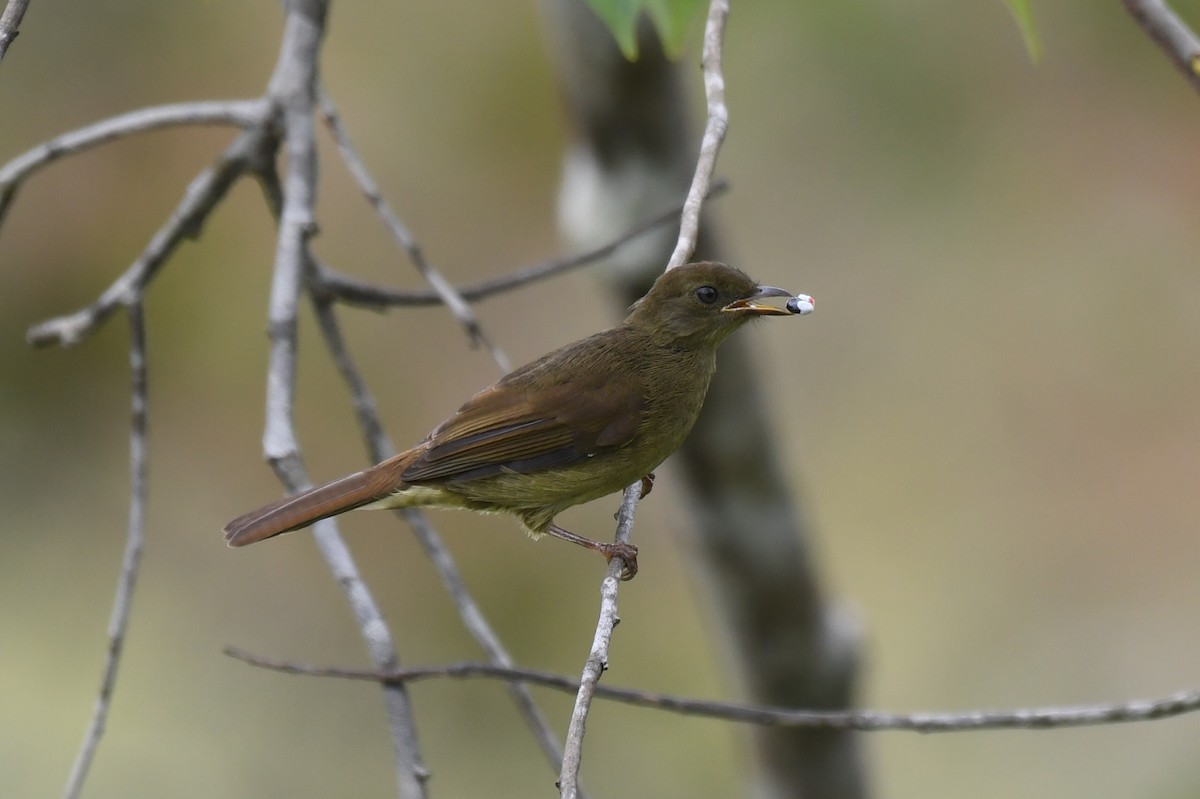 Little Greenbul - ML647247844