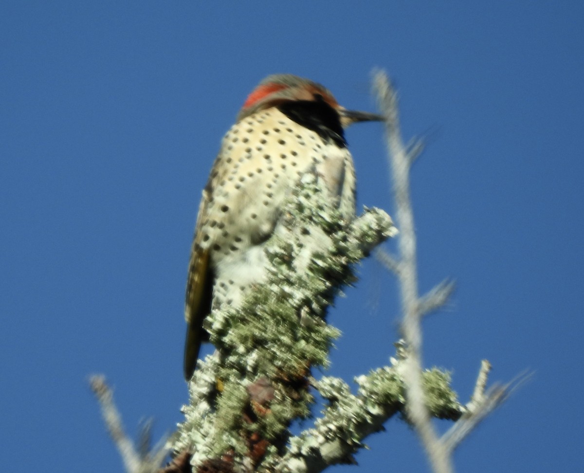 Northern Flicker - ML647247845