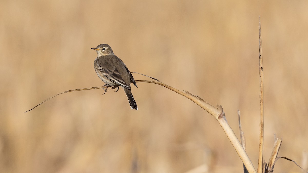 American Pipit - ML647247847