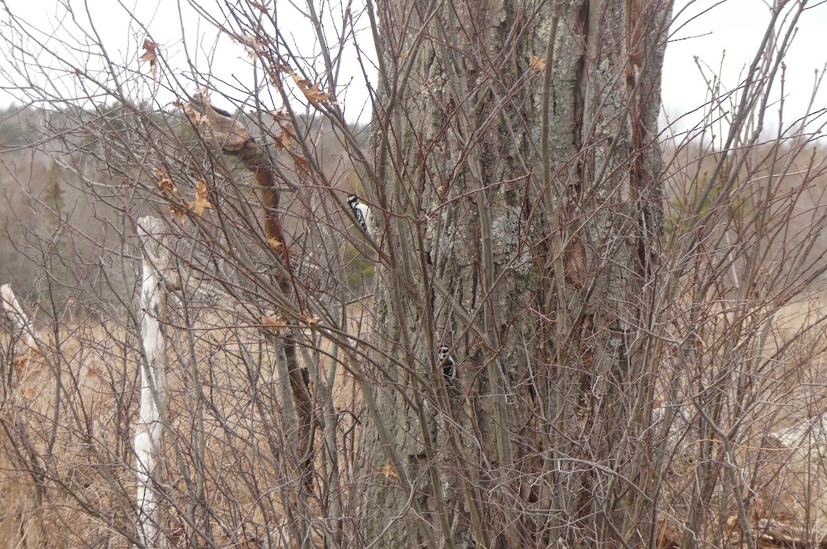 Hairy Woodpecker - ML647247848