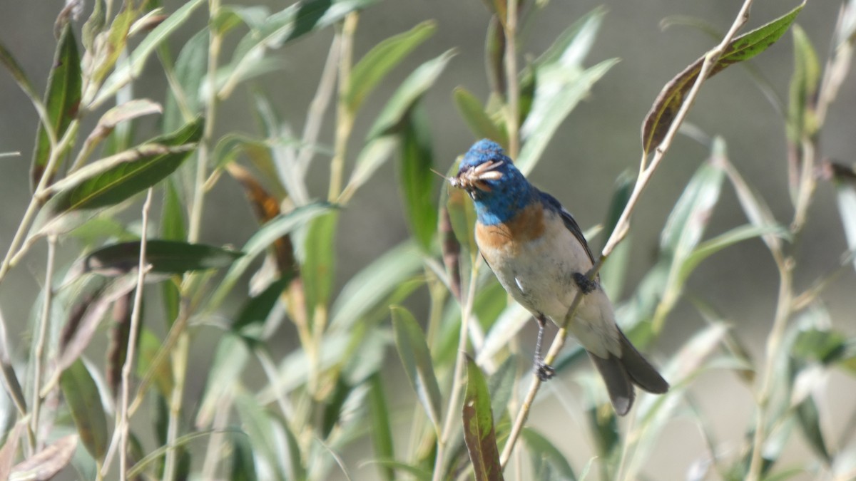 Lazuli Bunting - ML647247849