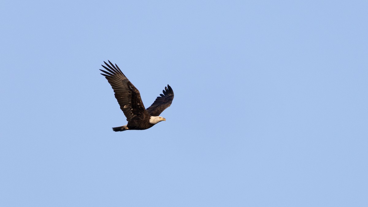 Bald Eagle - ML647247851