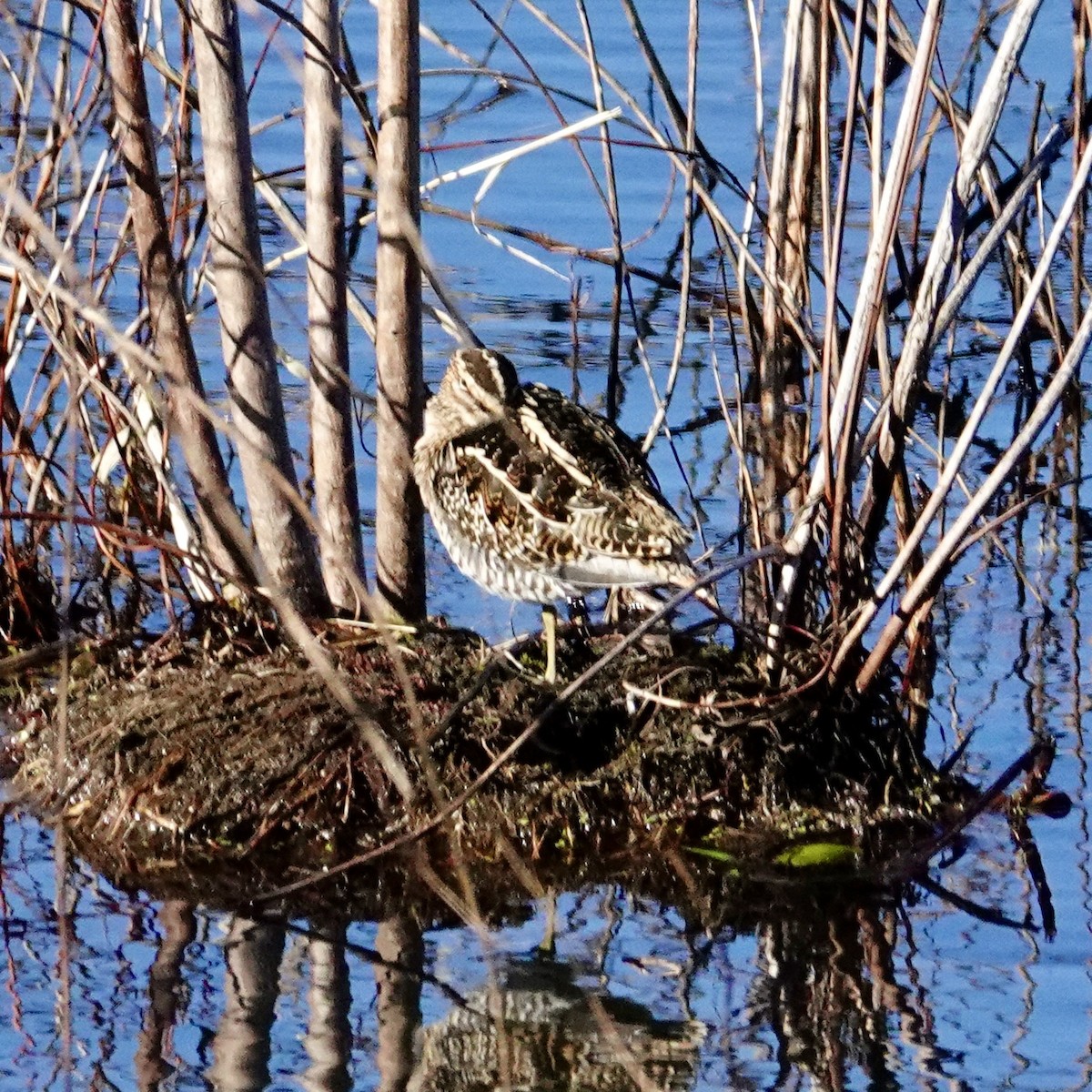 Wilson's Snipe - ML647247855