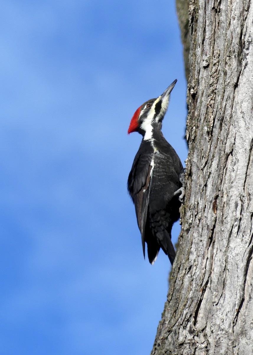 datel chocholatý - ML647247856