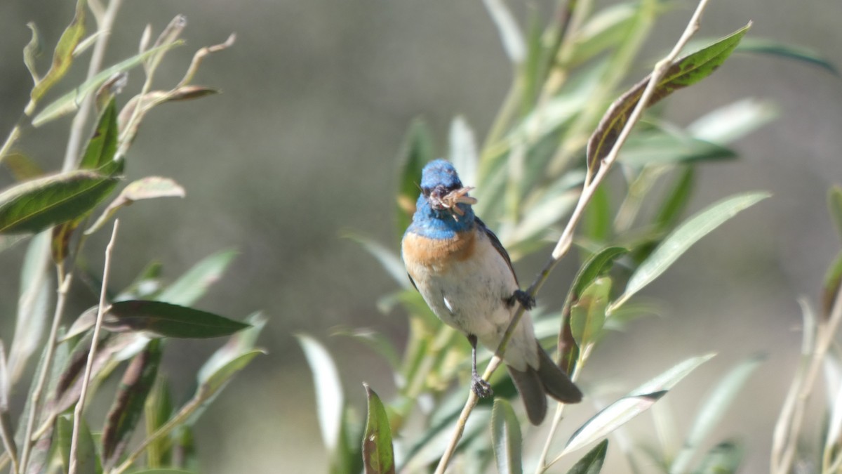 Lazuli Bunting - ML647247859