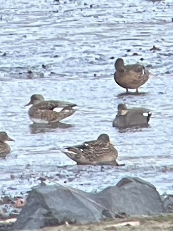 Нерозень - ML647247867